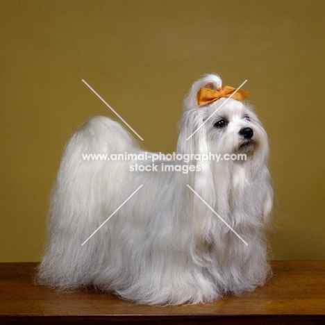 studio shot of maltese with ribbon