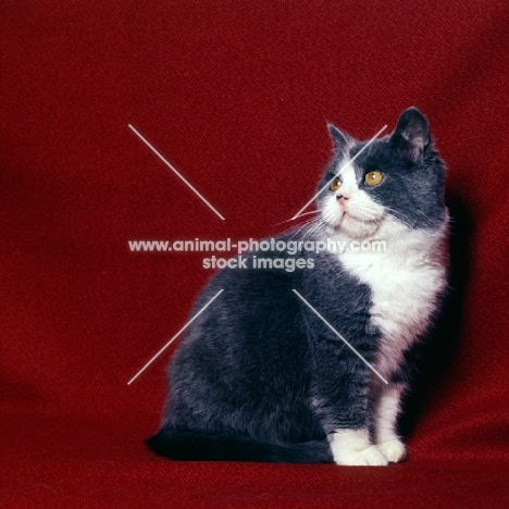 bi-coloured short hair cat, blue and white, show cat from pathfinders