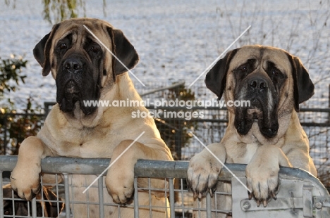 two Mastiffs