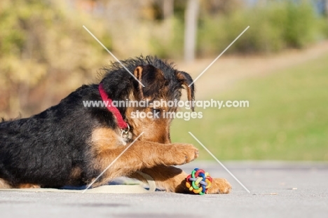 Airedale puppy playing with toy