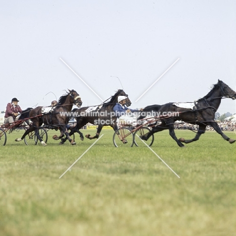 pacers at race at a show