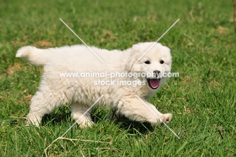 Polish Tatra Herd Dog puppy walking