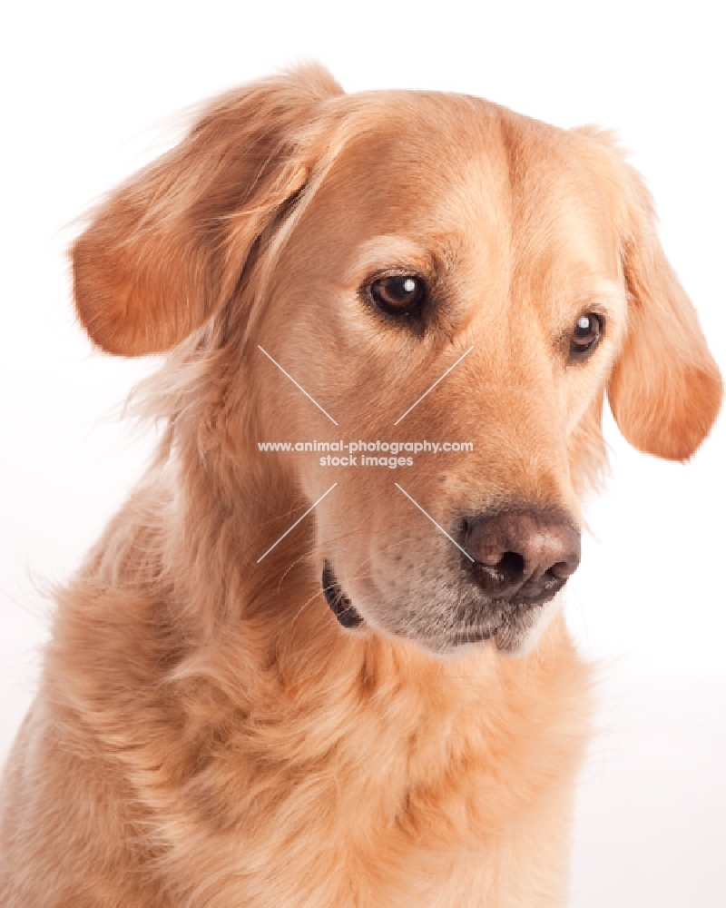 Golden Retriever headshot, ears up, looking alert.