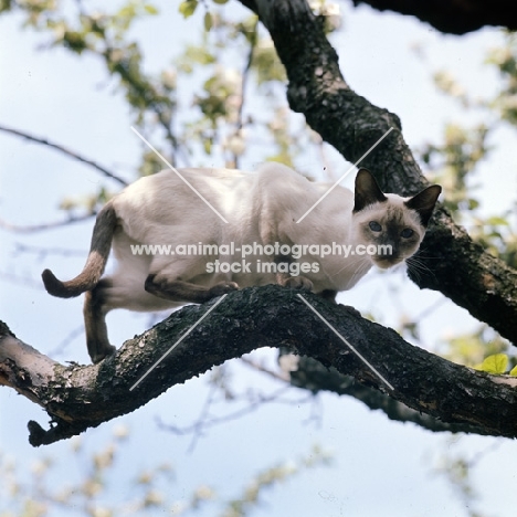 ch reoky shim-way, chocolate point siamese cat in tree