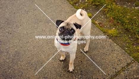 fawn Pug begging