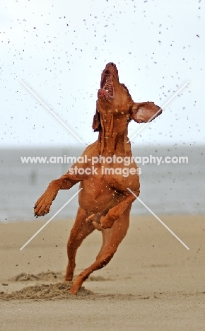 Hungarian Vizsla