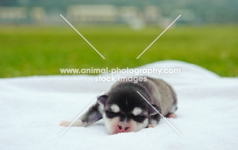 very young Alaskan Klee Kai puppy