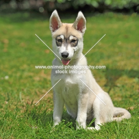 Siberian Husky puppy