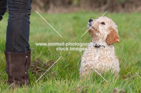 Cockerpoo sitting on grass