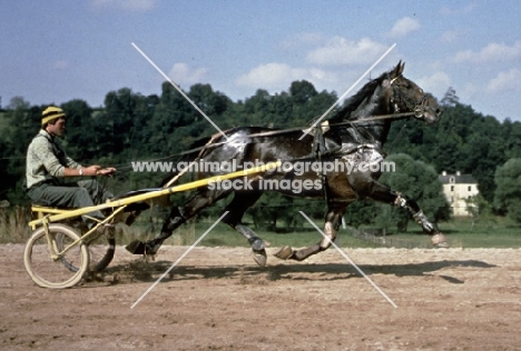 trotting, horse in training in germany