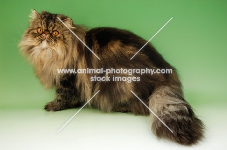 brown tabby persian cat standing