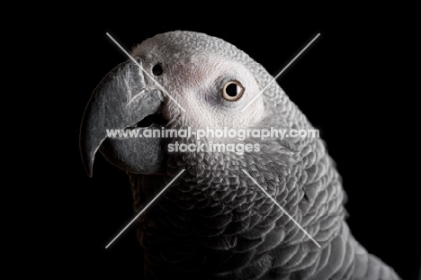 Head shot of an African Grey Parrot
