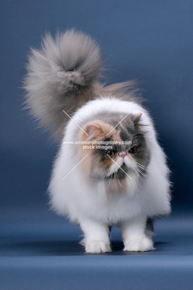 fluffy female Persian showing fluffy tail, Blue Tortie & White colour