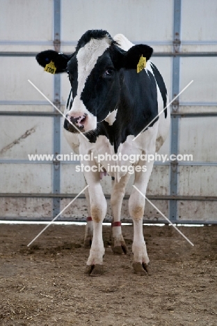 cow standing in stable