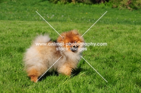 Pomeranian in field