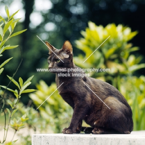 ch dandycat hula dancer, havana cat 