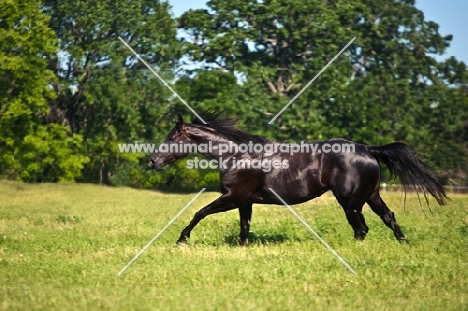 black quarter horse running in field