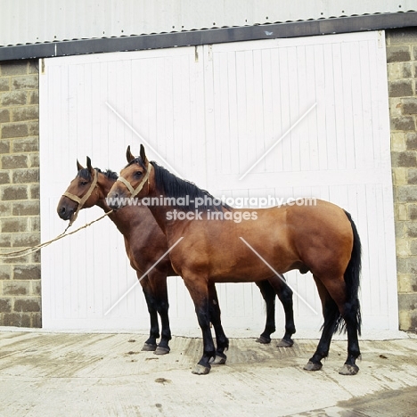 two Cleveland Bay geldings full body 