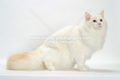 Cream Point Bi-Color Ragdoll cat side view