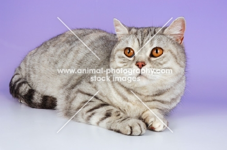 blue silver spotted british shorthair cat