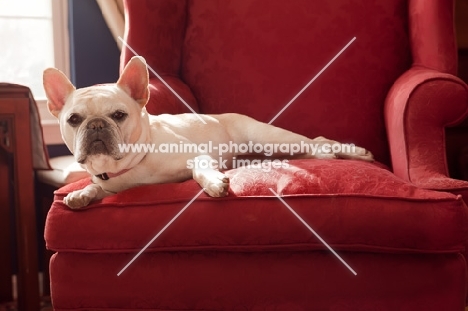 French Bulldog on red chair