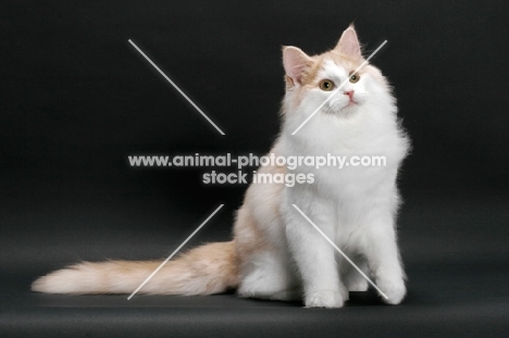 Cream and White Norwegian Forest cat, looking away