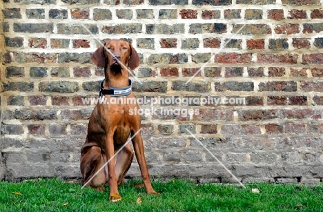 Hungarian Vizla dog sitting in front of brick wall in park