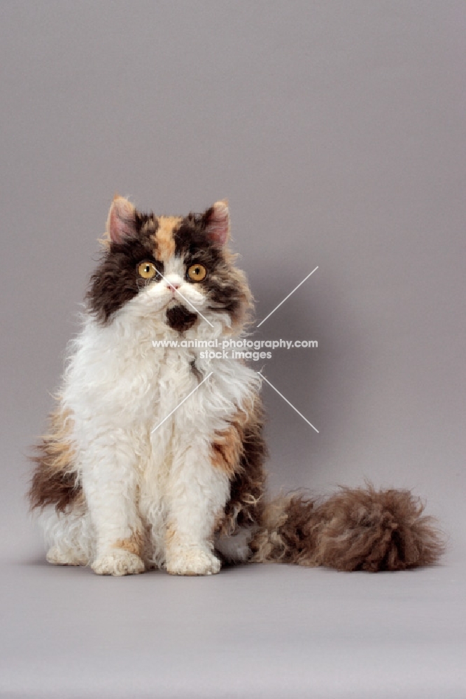 Tortoiseshell & White Selkirk Rex on grey background