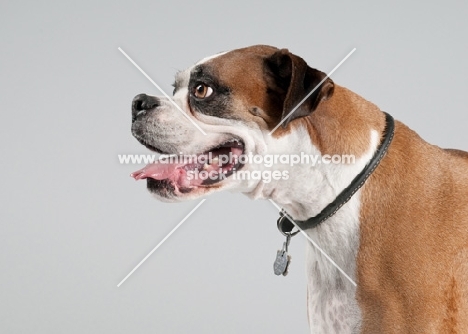 Studio image of fawn Boxer on gray background.