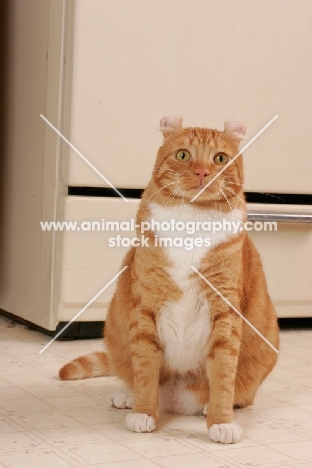 American Curl sitting in kitchen