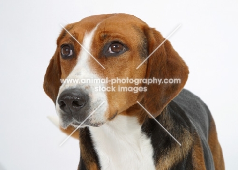 Australian Champion Hamiltonstovare portrait on white background