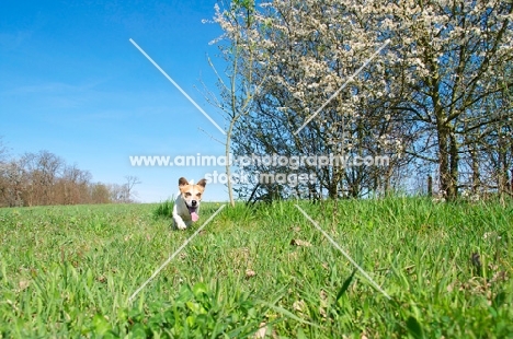 Jack Russell running in field