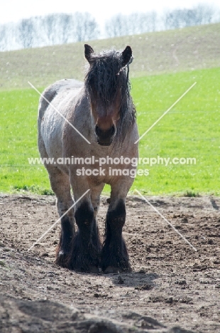 Belgian heavy horse