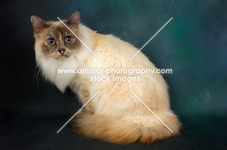 tortie birman cat sitting down