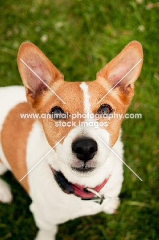 Jack Russell looking at camera