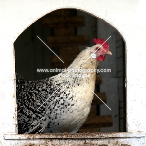 Groninger Meeuw (rare Old Dutch breed)