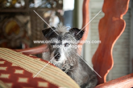 terrier mix sitting at dinner table in chair