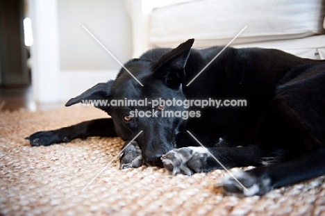 black lab mix lying with head down on paws