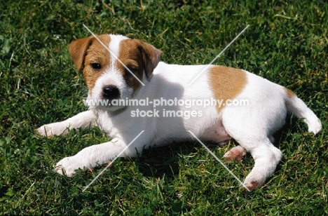 Jack Russell Terrier puppy