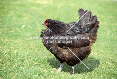 chicken walking on the grass