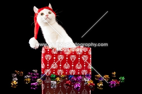 Bambino Cat with santa red hat on, in a box