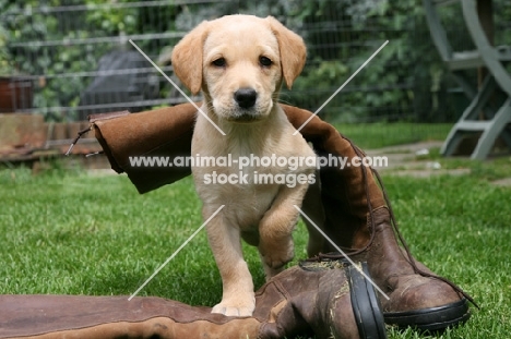 Labrador Retriever puppy under boot