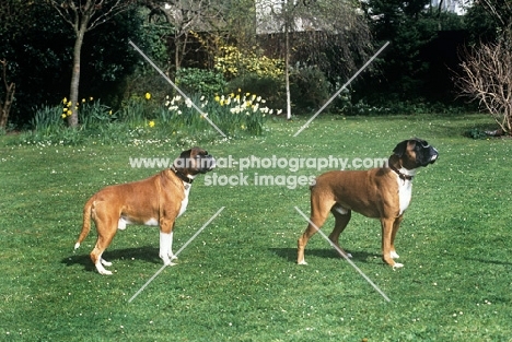 two boxers, one docked one undocked, standing on grass