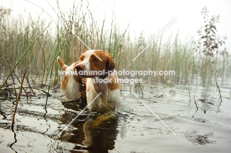 Brittany bathing in water