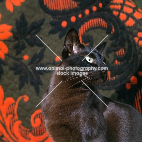 brown burmese cat looking over shoulder