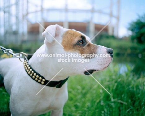 White Staffordshire Bull Terrier with brown patch around his eye, on leash, standing beside Regents Canal in Hackney, London, with gasometer in the background