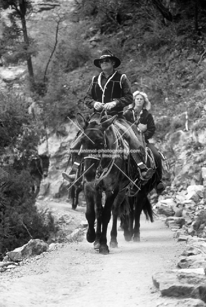 mules and riders on the bright angel trail, grand canyon