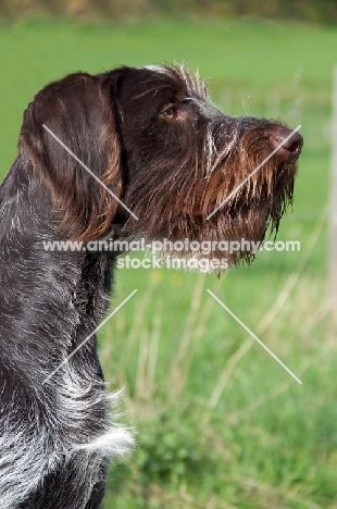 Cesky Fousek profile