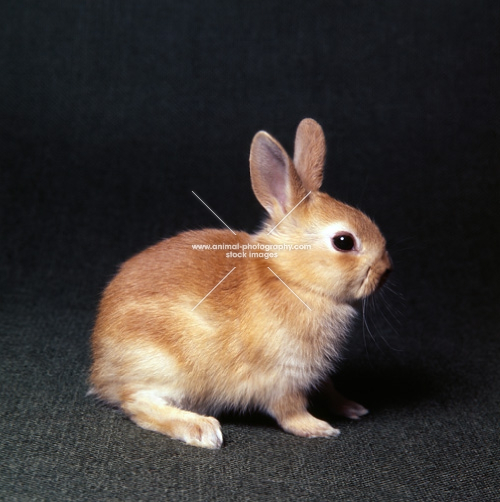 netherland dwarf rabbit in studio