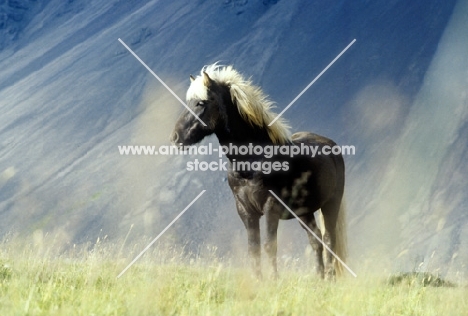 iceland horse with volcano in background at hofn